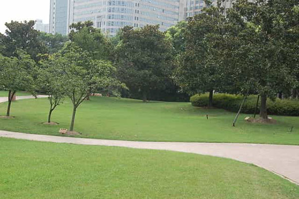 綠化養護如何成功移植植物？